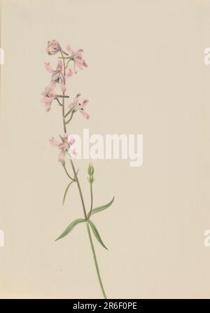 Unbenannt--Blumenstudie. Aquarell auf Papier. Datum: Ca. 1900-1930. Museum: Smithsonian American Art Museum. Stockfoto