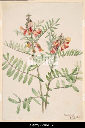 Kaninchen (Cracca virginiana). Datum: 1918. Aquarell auf Papier. Museum: Smithsonian American Art Museum. Stockfoto