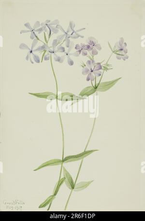 Blauer Phlox (Phlox divaricata). Datum: 1917. Aquarell auf Papier. Museum: Smithsonian American Art Museum. Stockfoto