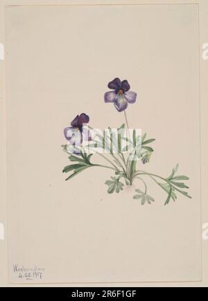 Vogelfußviolett (Viola pedata). Datum: 1917. Aquarell auf Papier. Museum: Smithsonian American Art Museum. Stockfoto