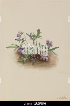 Südküstenviolett (Viola septemloba). Datum: 1919. Aquarell auf Papier. Museum: Smithsonian American Art Museum. Stockfoto