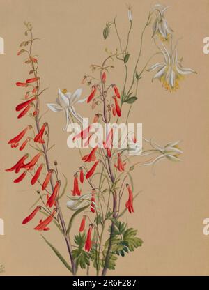 Unbenannt--Blumenstudie. Aquarell auf Papier. Datum: Ca. 1883-1900. Museum: Smithsonian American Art Museum. Stockfoto