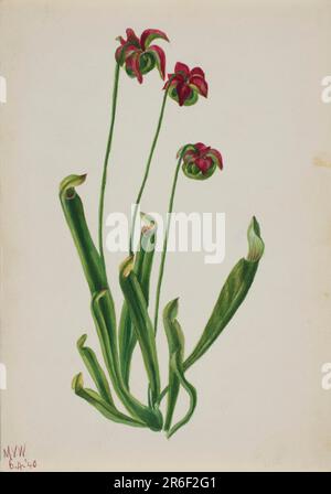 (Unbenannt--Blumenstudie). Aquarell auf Papier. Datum: 1940. Museum: Smithsonian American Art Museum. Stockfoto