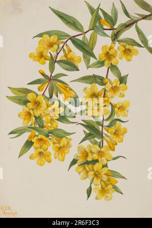 Carolina Jessamin (Gelsemium sempervirens). Datum: 1926. Aquarell auf Papier. Museum: Smithsonian American Art Museum. Stockfoto