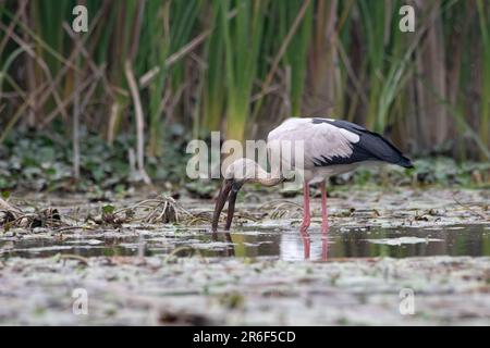 Asiatischer openbill- oder asiatischer openbill-Storch (Anastomus oscitans) in Gajoldaba in Westbengalen, Indien Stockfoto