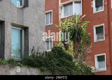 Ein kleiner Strauch, der aus einer Ecke einer Ziegelmauer wuchs, vor einem klaren Himmel Stockfoto