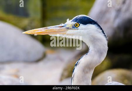 Porträt eines Graureiders in der Natur Stockfoto