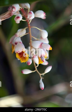 Muschel-Ingwer (Alpinia zerumbet). Nahaufnahme eines Rasses hängender Blumen, der in Tel Aviv, Israel, Alpinia zerumbet, weithin bekannt als Shell Ingwer, wächst Stockfoto