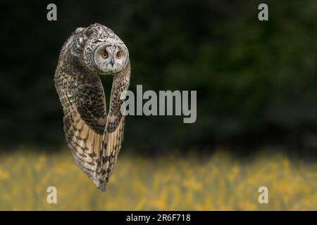 ATEMBERAUBENDE Bilder von Großbritanniens seltensten Eulenarten, der langohrigen Eule, wurden aufgenommen, während er im Flug mit den Flügeln klatschte. Stockfoto