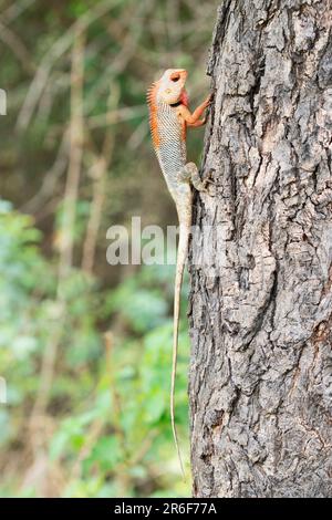 Züchtung einer veränderbaren Gartenechse, Calotes Versicolor in Satara, Maharashtra, Indien Stockfoto
