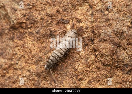 Langschwanzsilberfisch, Ctenolepisma longicaudatum in Satara, Maharashtra, Indien Stockfoto