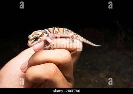 Termitengecko auf dem Hügel, Hemidectylus triedus in Satara, Maharashtra, Indien Stockfoto