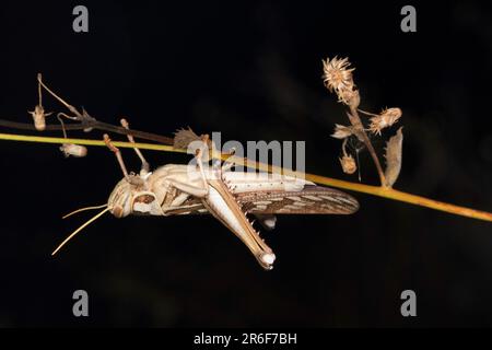 Amerikanische Heuschrecke, Schistocerca americana in Satara, Maharashtra, Indien Stockfoto