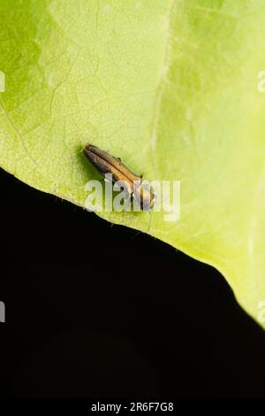 Dogwood cambium Borer, Agrillus cephalicus in Satara, Maharashtra, Indien Stockfoto