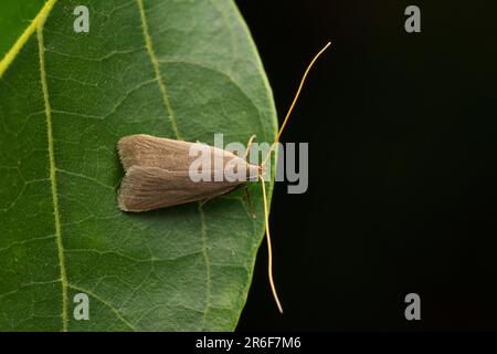 Long Hornmoth, Crocanthes Glycina in Satara, Maharashtra, Indien Stockfoto