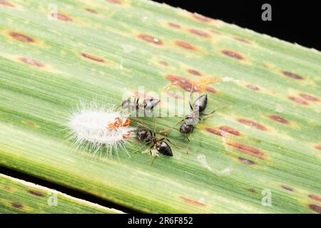 Rote Ameise, die nach Mehlkäfern sucht, Ferrisia virgata in Satara, Maharashtra, Indien Stockfoto