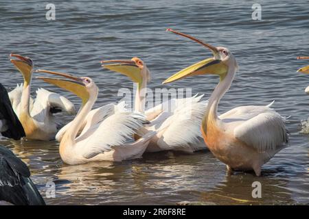 Große weiße Pelikane (Pelecanus onocrotalus) und Marabou-Storche (Leptoptilos crumeniferus) auf dem Fischmarkt am Fluss Awash, Äthiopien Stockfoto