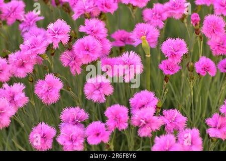 Wunderschöne rosa Nelkenblume wächst im Blumenbeet Stockfoto