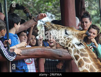 Im Streichelzoo Langata Giraffe Centre Nairobi Kenya füttern Besucher eine Giraffe Stockfoto