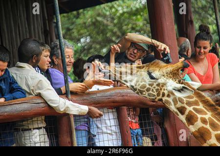 Im Streichelzoo Langata Giraffe Centre Nairobi Kenya füttern Besucher eine Giraffe Stockfoto