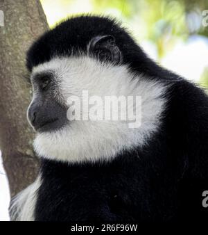 Mantled guereza (Colobus guereza). Diese colobus Affen leben in Truppen, bestehend aus einem erwachsenen Männchen und mehreren Weibchen, die Territorien von Aro bewohnen Stockfoto