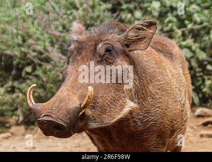 Ein Porträt eines Warthogs (Phacochoerus africanus), das in der Wildnis Kenias fotografiert wurde Stockfoto