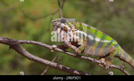 9. Juni 2023, Oblast Oblast Oblast Oblast Oblast Oblast, Ukraine, Osteuropa: Bright Panther chameleon (Furcifer pardalis) Klettergerüste (Kreditbild: © Andrey Nekrasov/ZUMA Press Wire) NUR REDAKTIONELLE VERWENDUNG! Nicht für den kommerziellen GEBRAUCH! Stockfoto