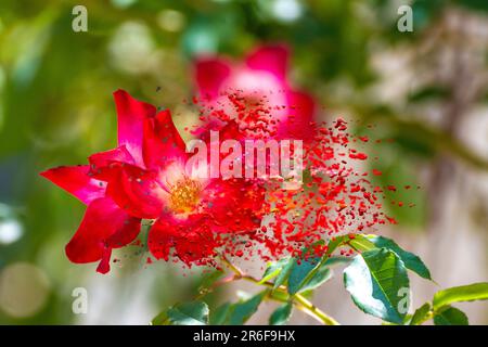 Digital verbessertes Bild einer Gruppe roter Rosenblüten mit gelber Mitte. Cocktail-Meimick-Kletterrose Stockfoto