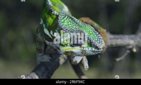 9. Juni 2023, Oblast Oblast Oblast Oblast Oblast Oblast Oblast, Ukraine, Osteuropa: Portrait of Bright Panther chameleon (Furcifer pardalis) looking the camera (Kreditbild: © Andrey Nekrasov/ZUMA Press Wire) REDAKTIONELLE VERWENDUNG! Nicht für den kommerziellen GEBRAUCH! Stockfoto