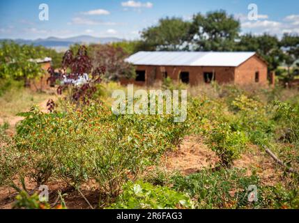 Chili-Pfeffer, der auf einem Bauernfeld in Malawi angebaut wird. Stockfoto