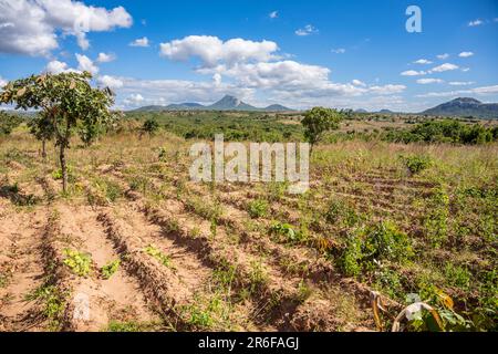 Traditioneller Kamm- und Furchenanbau auf einem Bauernhof im ländlichen Malawi Stockfoto