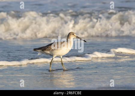 willet planscht in Wellen und forscht Stockfoto