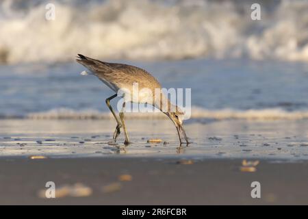 willet forscht und sondiert nach Essen im Sand, mit Wellen, die dahinter krachen Stockfoto