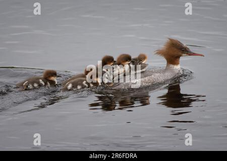 Goosander (Mergus merganser) und Küken auf River Tay, Perth, Perthshire, Schottland, Vereinigtes Königreich. Stockfoto