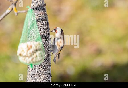 Ein kleiner, europäischer Goldfink auf einem Baum, neben einer Vogelzucht, die am Ast hängt Stockfoto