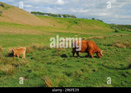 Eine Highland-Kuh und ein Kalb im offenen Moor. Stockfoto