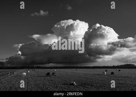 Eine schwarz-weiße Landschaft mit einer Schar von Schafen, die auf einem Feld mit einem dramatischen Himmel voller großer weißer Wolken grasen Stockfoto
