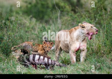 Ein Löwenrudel, der im Maasai Mara National Reserve in Kenia mit Jungen spielt Stockfoto