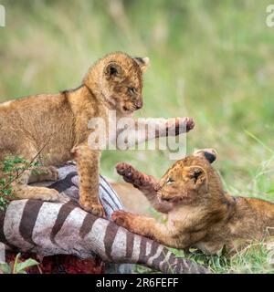 Ein Löwenrudel, der im Maasai Mara National Reserve in Kenia mit Jungen spielt Stockfoto