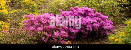 Landschaftsgestaltung mit Azaleen: Ein fesselnder Blick auf die violetten Blumen in den Gartenbüschen Stockfoto