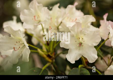 Zarte Blütenblätter: Weiße Azaleen-Blüten auf weichem Hintergrund Stockfoto