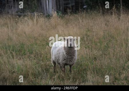 Ein weißes Schaf steht auf einem Feld mit hohem grünen und gelben Gras Stockfoto