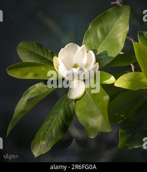 Eine einsame weiße Magnolienblüte, die im Frühling in der Sonne in üppigen grünen Blättern des Magnolienbaums auf einem dunklen Bokeh-Hintergrund sitzt Stockfoto