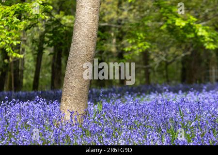 Ein Feld des Common English Bluebells Hyacinthoides ohne Schriftzug in der ruhigen Gegend; historisches Parc Lye Gebiet in Enys Gardens in Penryn in Cornwall im Vereinigten Königreich. Stockfoto