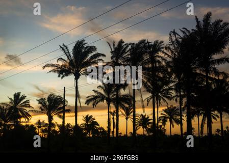 Ein wunderschöner orange-rosa Sonnenuntergang, beleuchtet von einem goldenen Licht, mit Palmen am Himmel Stockfoto