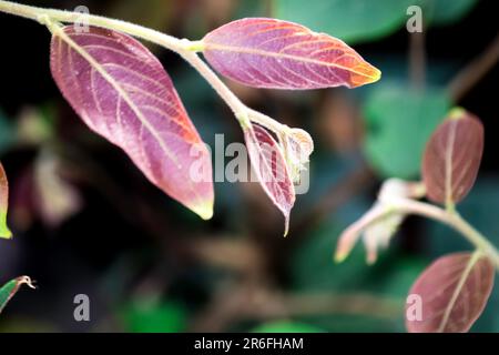 Eine lebhafte Herbstszene mit einem Zweig mit gelben und violetten Blättern, die sich vor dem Hintergrund üppiger grüner Blätter auszeichnen Stockfoto