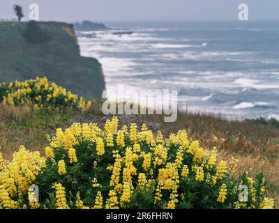 Der Great Highway in südlicher Richtung von San Francisco bietet ein schönes Fahrerlebnis mit fantastischen Küstenpflanzen und Wildblumen Stockfoto