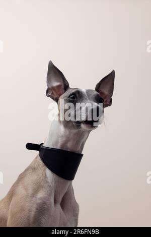 Der Maulkorb eines Whippet Hundes in einem wunderschönen schwarzen Lederkragen mit erhöhten Ohren sieht zur Seite hin, auf grauem Hintergrund, Ansicht von unten Stockfoto