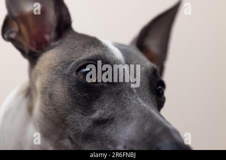 Der Maulkorb eines Whippet Hundes in einem wunderschönen schwarzen Lederkragen mit erhöhten Ohren zeigt nach oben und zur Seite; auf grauem Hintergrund, Nahaufnahme, mit Details Stockfoto