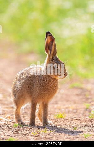 Kidderminster, Großbritannien. 9. Juni 2023. Wetter in Großbritannien: Bei so viel Sonnenschein und warmen Temperaturen heute entscheidet sich dieser Leveret (junger Hase), die Vorzüge der Jugend zu nutzen, indem er in der Mittagssonne herumläuft, obwohl dieser Kerl ein wenig genervt über das Eindringen der größeren Tierwelt auf seinem Lieblingsplatz zu sein scheint. Kredit: Lee Hudson/Alamy Live News Stockfoto